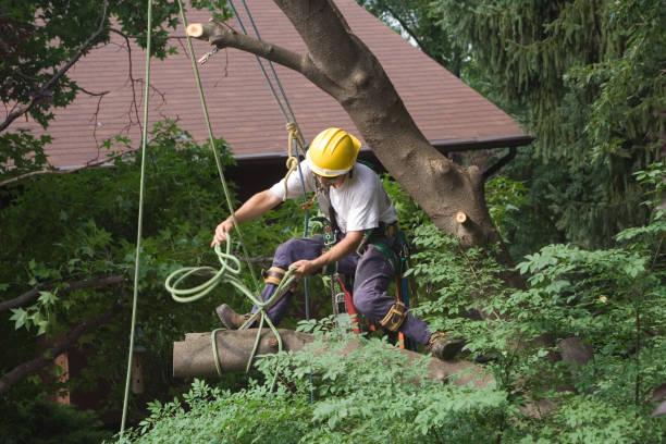 Best Root Management and Removal  in Connellsville, PA