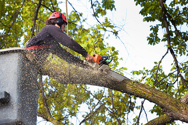 Tree Care