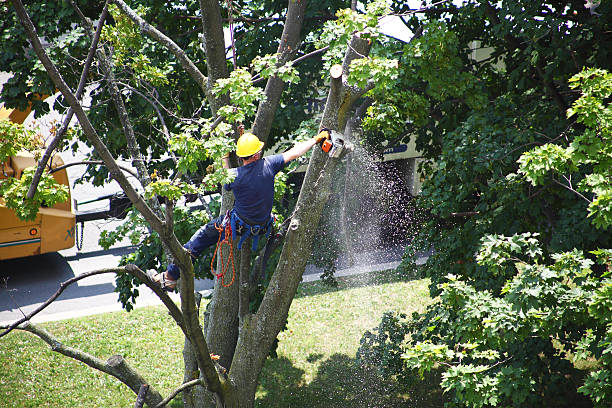 Best Weed Control  in Connellsville, PA