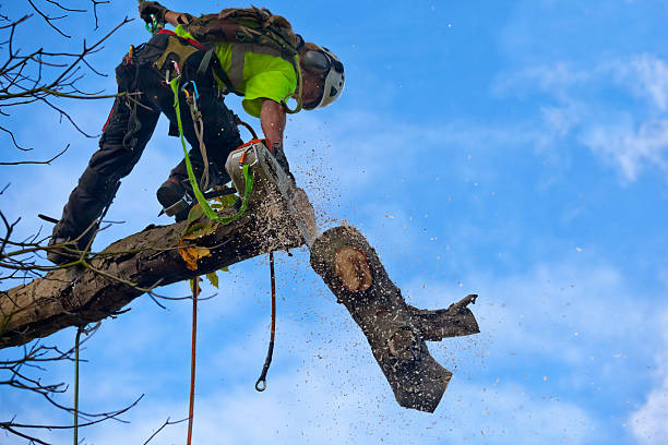 Best Commercial Tree Services  in Connellsville, PA