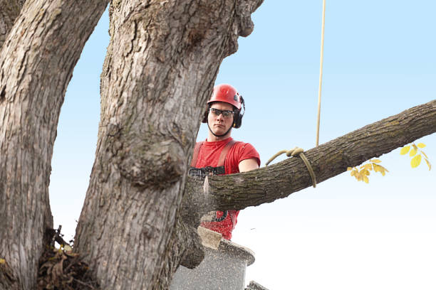 Connellsville, PA Tree Care Company